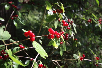 Lonicera xylosteum is a deciduous shrub