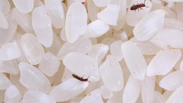 Rice weevils crawl and feed on white rice. Macro weevils close-up. Insect pests in food. Shooting 4k