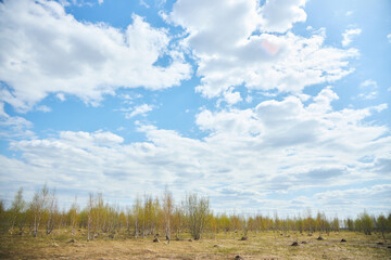 Obraz premium Landscape with birch trees. Flora of the Plains