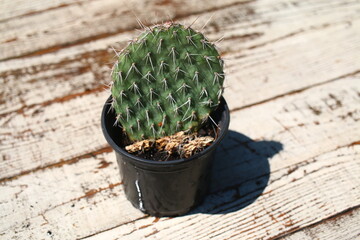 Opuncja ciernista erinacea utahensis róż opuntia kaktus