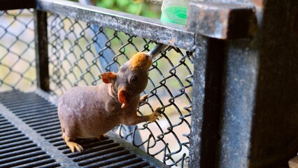 Bald Skinny Pig's Life Unveiled: Explore the world of the bald skinny pig guinea pig. Delve into...