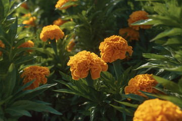 beautiful marigolds
