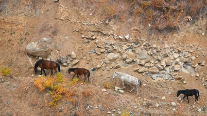 Horses and Foals Struggle Amidst Rocks in Mountain Gorge by Stream. Watch as the horses navigate...