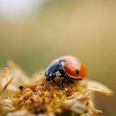 ladybug on a leaf