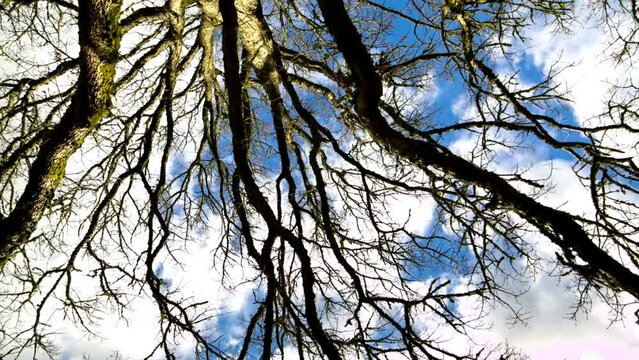 Nature: 4K Time-Lapse of an Oak Tree Gracefully Swaying Against the Blue Sky
