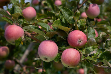 Ripe red apple fruits on a tree branch in orchard