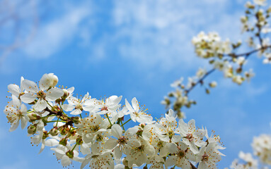 White spring flowers on a tree branch close-up against a blue sky. Free space for text