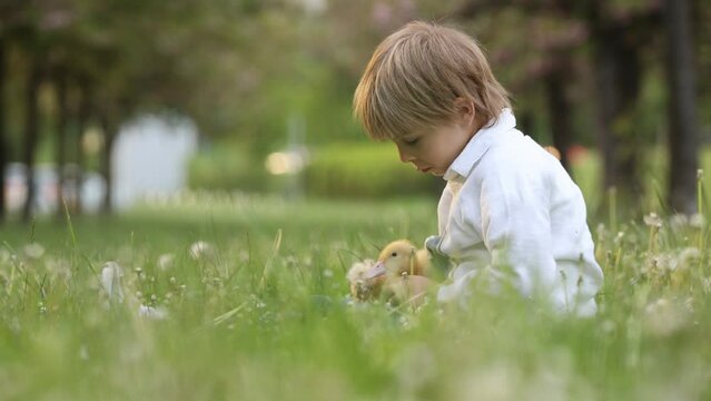 Beautiful preschool boy, playing in the park with little ducks and blowing dandelions, rural spring scene