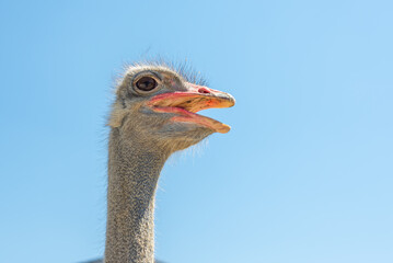 Ostrich, ostrich head, portrait of an ostrich on a blue sky background