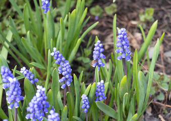Blue Muscari flowers that consist of many small balls. The leaves are green and long. There is a bee on one of the flowers