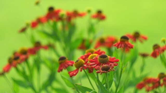 Helenium Flowers. Close up of beautiful Autumn flowers large-flowered sneezeweed or annual aster in red colors blooming in the garden in summer season. Green blurred background. Copy Space for text