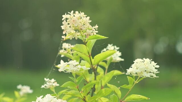 Hortensia Blossom. White hydrangea clusters on green natural background. Beautiful blooming Hortensia flowers growing in garden. Landscaping. Plants at residential house. Shrubbery in the backyard.