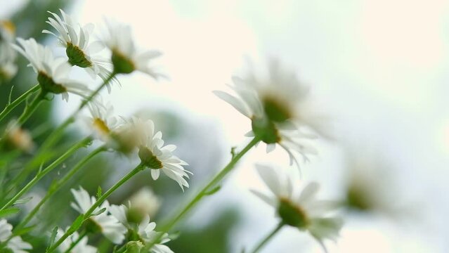 Pharmaceutical camomile. Matricaria chamomilla blooming. Chamomiles. Beautiful nature scene with fresh medical chamomille flower heads. Daisy flowers. Natural floral background. Bottom view	
