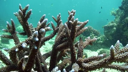 Coral reef ecosystem balance and coral reef biodiversity of Pacific Ocean. Marine life of Pacific Ocean, Philippines.