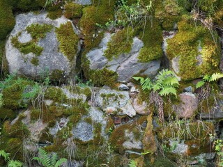 Background with old stone masonry. The wall of a medieval castle. Stones overgrown with moss