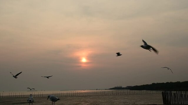 Evening sunset with seagulls flying around at Bangpu, Samut Prakarn in Thailand.
