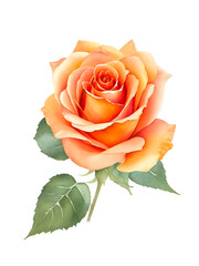 Fototapeta premium orange rose watercolor isolated on transparent background