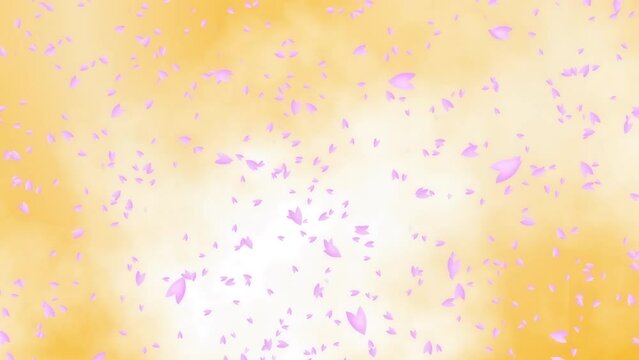 Pink cherry petals flowing on the gold background with white clouds. Spring scene in Japan. Abstract background. Motion graphic.