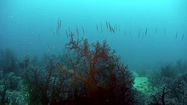 Coral reef ecosystem balance and habitat. Underwater forest coral with fish like trees. Biodiversity of underwater coral species and colonies in Pacific Ocean.