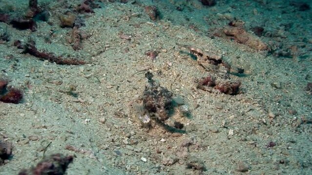 Close-up fish pegasus seamoth, Eurypegasus draconis on underwater seabed. Fish pegasus seamoth, eurypegasus draconis in underwater clean clear water. Pacific Ocean, Philippines.