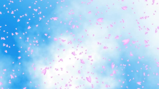 Pink cherry petals falling from the blue sky with white clouds. Spring scene in Japan. Abstract background. Motion graphic.