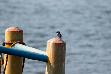 A wire-tailed swallow aka Hirundo smithii perched on a fence by a river in coastal Karnataka.