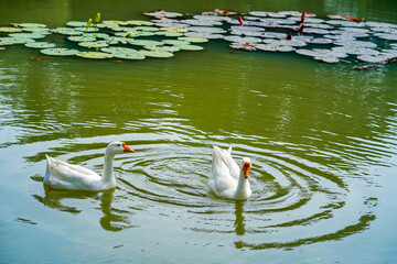 A group of geese is swimming back and forth in the small lake at Lembang Park, Menteng, Central...