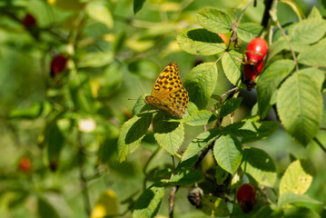 Fototapeta premium Silver-washed Fritillary (Argynnis paphia) butterfly sitting on a green leaf in Zurich, Switzerland
