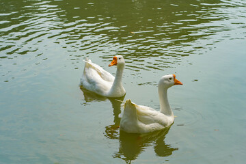 A group of geese is swimming back and forth in the small lake at Lembang Park, Menteng, Central...