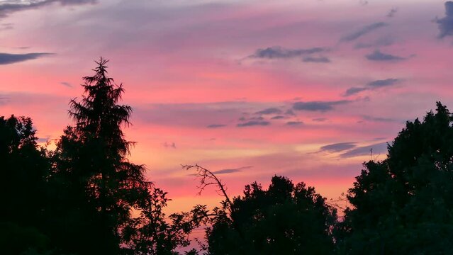 Calm evening colorful sky with pink clouds after sunset and dark summer trees - real time.