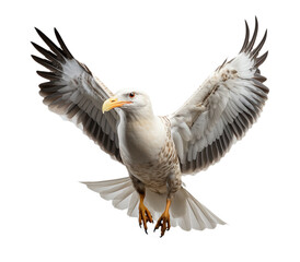 Obraz premium Seagull isolated with transparent background.PNG