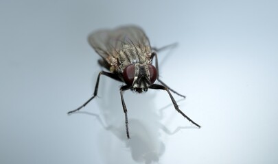 Housefly perched on gray background with shadows. Hairs and compound eyes are seen