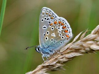 butterfly on a leaf