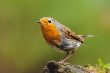 Fototapeta premium Rouge-gorge ( IA bruit )