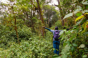 Naklejka na ściany i meble A hiker with a backpack walking on a footpath amidst trees in the dense montane forest at Lake Ngosi in Mbeya Region, Tanzania
