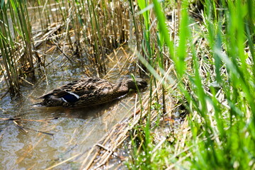 Kaczka jedząca w trzcinie © Karol