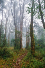 Scenic view of trees in the Montane Ecological zone of Mount Rungwe on a foggy day in Mount Rungwe Nature Forest Reserves in Mbeya Region, Tanzania