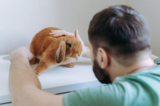 young caucasian bearded veterinarian doctor examining red rabit