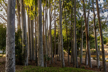Eucalyptus forest at sunset in Brazil