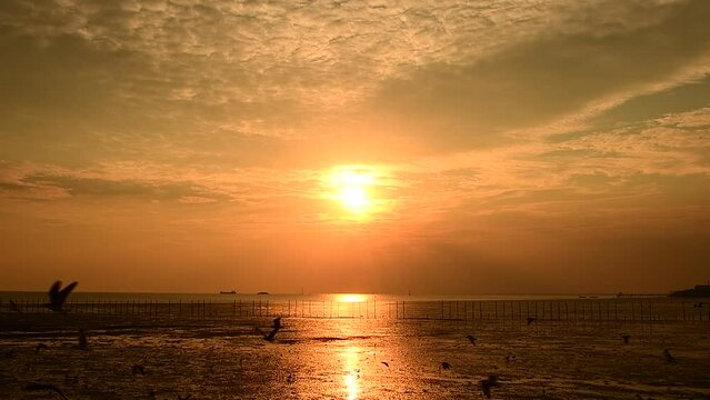 Seagulls flying in the evening sunset, prepare to return back to their nest soon.