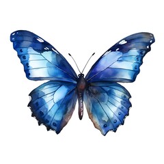 Obraz premium Navy blue butterfly isolated on white background