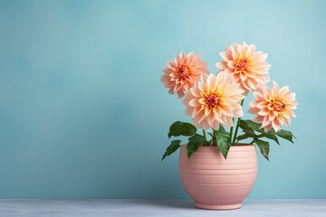 dahlia flowers in a clay pot, minimalism, pastel background, reality, stock photography