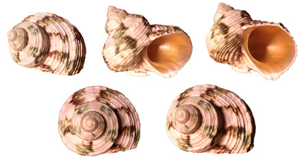 Spiral hermit crab shell collection on transparent background from various angles. Front view, side view and back view of hermit crab seashell with brown and green spotted patterns..
