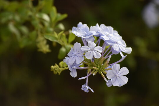 Flores peque&ntilde;as azuladas