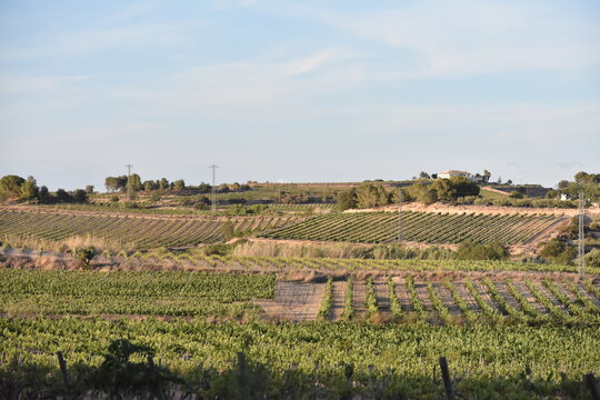 Campo de vi&ntilde;edos del Baix Pened&egrave;s