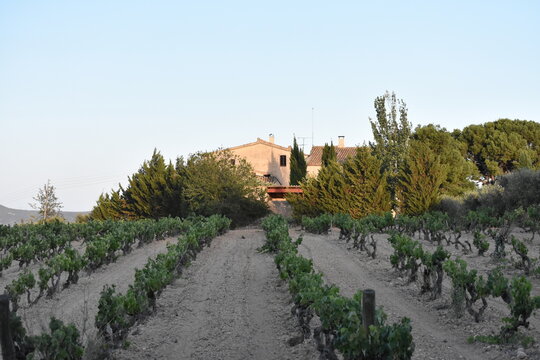 Vi&ntilde;edos y mas&iacute;a catalana en el atardecer