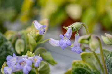 Streptocarpus “Pretty Turtle” flowers. Close up on the flower of this plant. This plant is native to Africa but it is a popular houseplant worldwide.