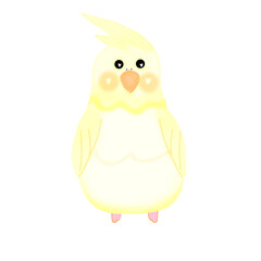 Cockatoo bird