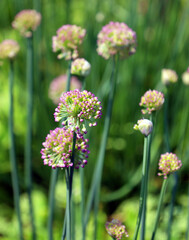 Allium is a genus of onocotyledonous flowering plants that includes hundreds of species