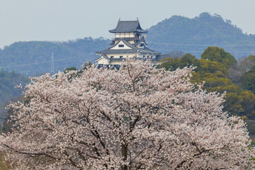 犬山緑地公園から桜と犬山城天守閣